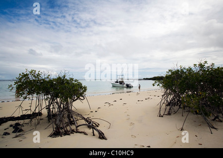 Plage sur l'île de Santa Cruz - Îles Galapagos, Equateur Banque D'Images