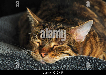 Un chat tabby dormir paisiblement. UK Août 2010 Banque D'Images