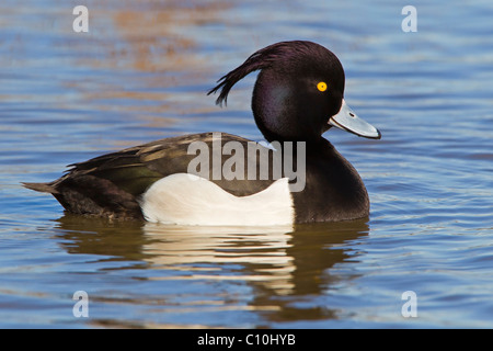 Fuligule morillon sur l'eau Banque D'Images