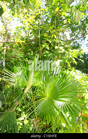 Chit palmier dans jungle rainforest à Riviera Maya Mexique Banque D'Images