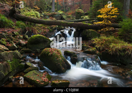 Ilse brook avec des rapides, des chutes d'Ilsefaelle en automne, Ilsetal valley, région du Harz, Saxe-Anhalt, Allemagne, Europe Banque D'Images