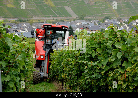 Harvestmachine dans un vignoble dans la vallée de la Moselle, Rhénanie-Palatinat, Allemagne, Europe Banque D'Images