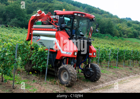 Harvestmachine dans un vignoble dans la vallée de la Moselle, Rhénanie-Palatinat, Allemagne, Europe Banque D'Images