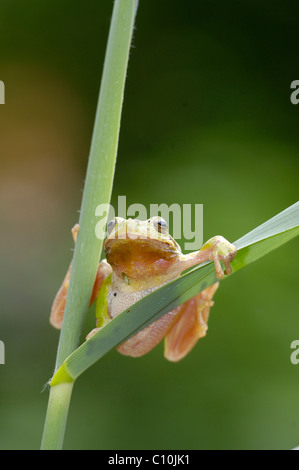 Hyla arborea) Banque D'Images