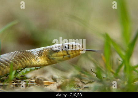 Aesculapian Snake ou serpent Zamenis longissimus (RAT) Banque D'Images