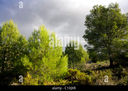 Vue sur la campagne, la Sierra de las Nieves, accueilli, le ROEJ, à l'automne, Andalousie, Espagne, Europe, la Sierra de las Nieves, accueilli, le ROEJ, Banque D'Images