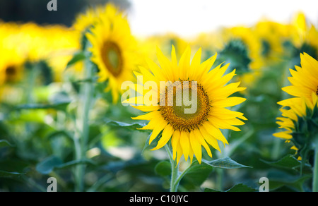 La culture des tournesols dans la campagne indienne. L'Andhra Pradesh, Inde Banque D'Images