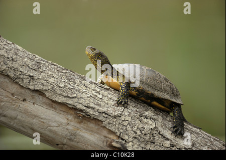 Étang d'Europe, tortue tortue de l'étang d'Europe ou tortue Emys (oribicularis) Bain de soleil Banque D'Images