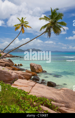 Le cocotier (Cocos nucifera) et sur les roches de granit d'Anse sévère, l'île de La Digue, Seychelles, Afrique, Océan Indien Banque D'Images