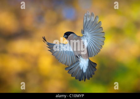 Bouvreuil (Pyrrhula pyrrhula), femme en vol, automne, Thuringe, Allemagne, Europe Banque D'Images