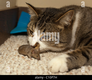 Chat domestique, housecat (Felis catus), les captures, joue avec la souris commune (Mus musculus) Banque D'Images