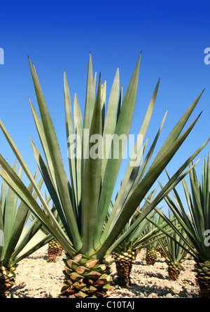 Agave tequilana plante à distiller tequila mexicaine Banque D'Images