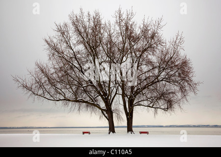 Lac sur le côté suisse du lac de Constance près de Arbon en hiver, Suisse, Europe Banque D'Images