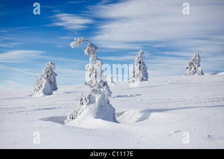 Scène d'hiver sur Mt. Feldberg en Forêt-Noire, Bade-Wurtemberg, Allemagne, Europe Banque D'Images