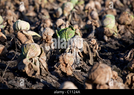 Vieux chou sur le champ d'hiver sur le côté suisse du lac de Constance près de Triboltingen, Suisse, Europe Banque D'Images