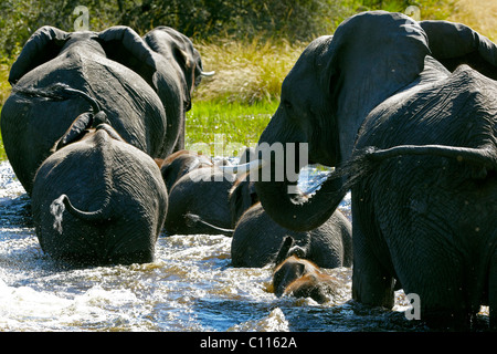 Les éléphants d'Afrique (Loxodonta africana), Okavango Delta, Botswana, Africa Banque D'Images