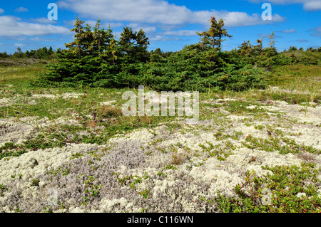 Bog avec mousse sur la Dune du Havre aux Basques, l'Île du Havre-Aubert, Îles de la Madeleine, Îles de la Madeleine, Québec Maritime Banque D'Images