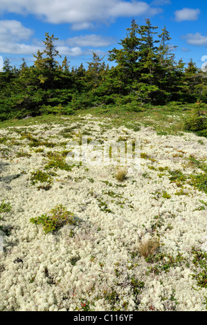 Bog avec mousse sur la Dune du Havre aux Basques, l'Île du Havre-Aubert, Îles de la Madeleine, Îles de la Madeleine, Québec Maritime Banque D'Images