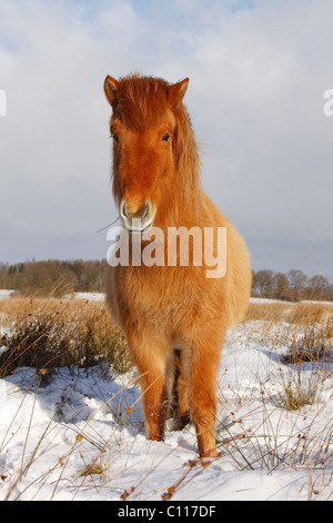 Cheval islandais, l'Islandais poney (Equus przewalskii f. caballus) en hiver dans la neige Banque D'Images