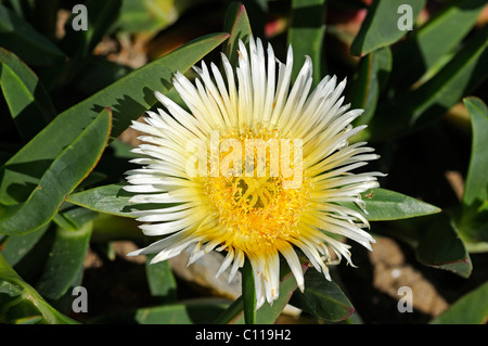 L'autoroute Ice Plant, tété, Hottentot Fig ou acide Carpobrotus edulis (FIG), le Namaqualand, Afrique du Sud Banque D'Images