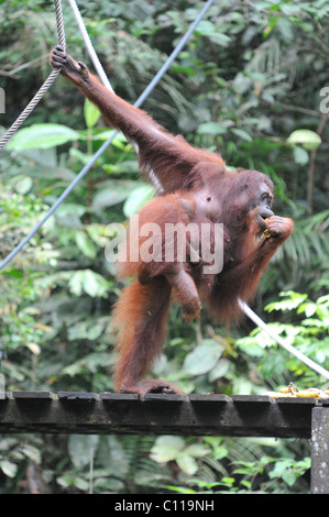 Orang-outan mère et enfant temps d'alimentation à l'Semenggoh Wildlife Centre à Kuching, Sarawak, Malaisie, île de Bornéo Banque D'Images