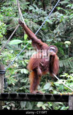 Orang-outan mère et enfant temps d'alimentation à l'Semenggoh Wildlife Centre à Kuching, Sarawak, Malaisie, île de Bornéo Banque D'Images