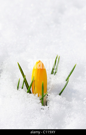 Crocus jaune, printemps, crocus crocus hollandais géant (Crocus vernus), fermé des fleurs dans la neige Banque D'Images