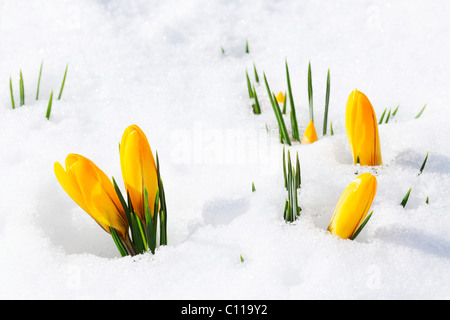 Crocus jaune, printemps, crocus crocus hollandais géant (Crocus vernus), fermé des fleurs dans la neige Banque D'Images