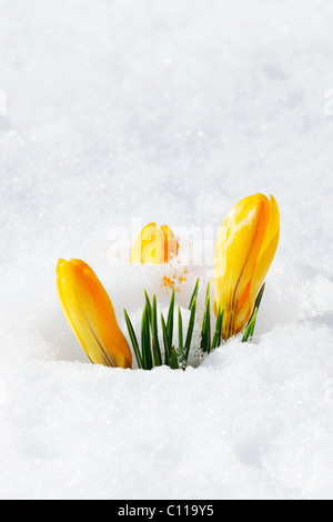 Crocus jaune, printemps, crocus crocus hollandais géant (Crocus vernus), fermé des fleurs dans la neige Banque D'Images