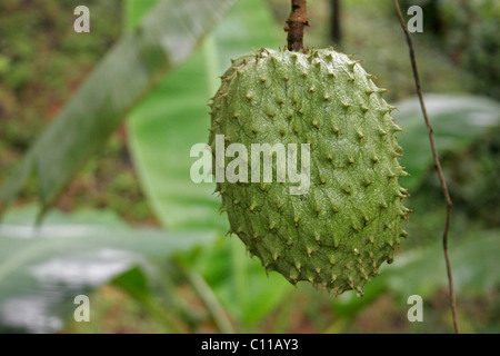 Costa Rica,fruits Fruits de corossol, vert, enrichis, fruits tropicaux, Annona muricata, Costa Rica, Amérique Centrale, Guanabana, Graviola Banque D'Images