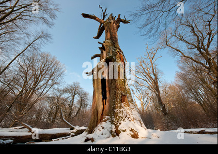 Chêne dans la neige, Urwald Sababurg Réserve Naturelle, Warburg, Hesse du Nord, Allemagne, Europe Banque D'Images