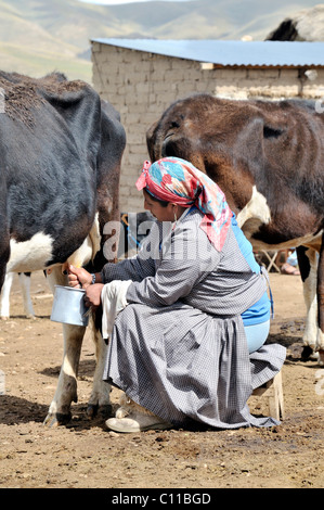 L'élevage de vaches laitières, vache laitière, femme de Bolivie Altiplano highland, Département d'Oruro, Bolivie, Amérique du Sud Banque D'Images