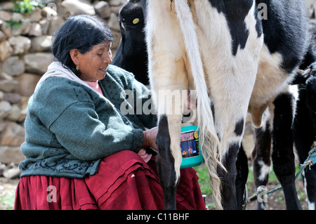 L'élevage de vaches laitières, vache laitière, vieille femme bolivienne de l'Altiplano, hauts plateaux d'Oruro, Bolivie, Ministère de l'Amérique du Sud Banque D'Images