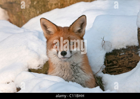 Le renard roux (Vulpes vulpes) dans son terrier dans la neige, Knuell Wildlife Park, Homberg, Hesse du Nord, Allemagne, Europe Banque D'Images