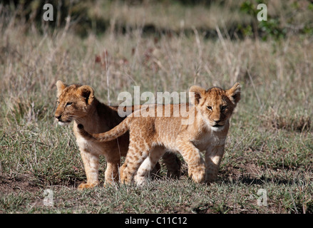 Lion (Panthera leo) d'oursons Banque D'Images