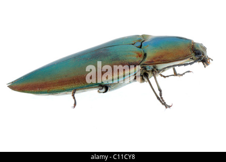 Click beetle Banque D'Images