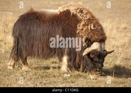 Boeuf musqué (Ovibos moschatus mâle), Bull, Territoire du Yukon, Canada Banque D'Images