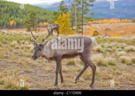 Femme caribou, le renne (Rangifer tarandus), les feuilles d'Automne, couleurs de l'automne, Territoire du Yukon, Canada Banque D'Images