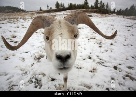 Dall, le mouflon de Dall (Ovis dalli), homme, ram Banque D'Images