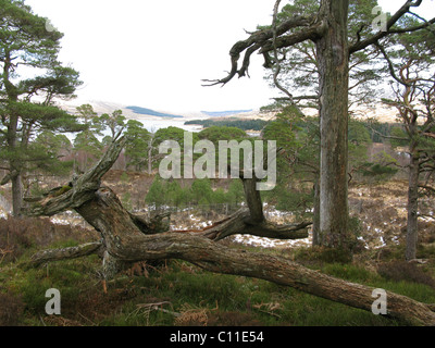 Vestiges de l'ancienne forêt de pins sylvestres Loch Tulla Ecosse Banque D'Images