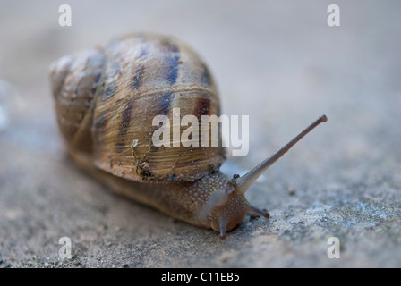 Déménagement sur un escargot à la Toscane, Italie Banque D'Images