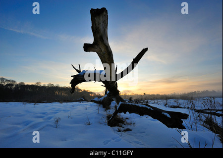 Vieil arbre log, lever de soleil dans la Naturschutzgebiet Isarauen réserve naturelle à Geretsried, Landkreis Bad Toelz-Wolfratshausen county Banque D'Images