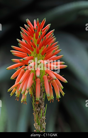 Fleur d'Aloe arborescens, Afrique Banque D'Images