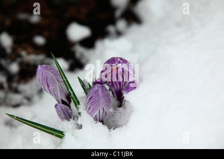 Crocus dans la neige Banque D'Images