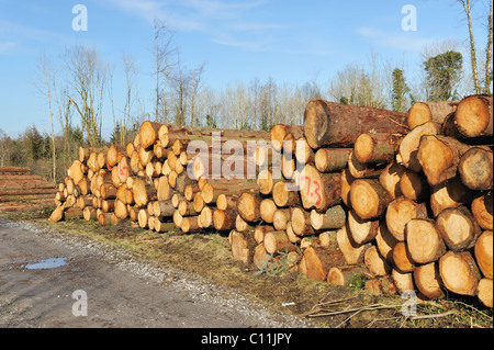 Le cut et haché le bois sont empilées en tas Banque D'Images