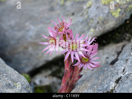 Houseleek Sempervivum montanum (montagne), Schladminger Tauern, Styrie, Autriche, Europe Banque D'Images