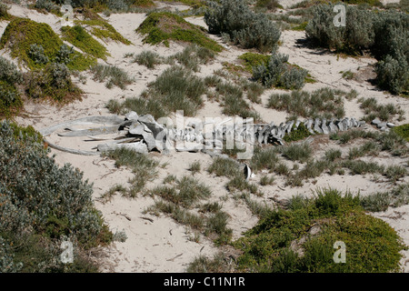 Squelette de baleine dans la baie d'étanchéité sur Kangaroo Island, Australie du Sud, Australie Banque D'Images