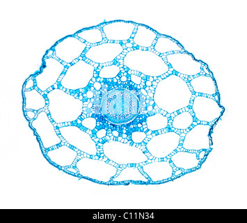 Hippuris vulgaris TS queue juments, fond clair photomicrographie Banque D'Images