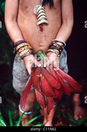 Jeune garçon Penan tenant les grandes graines de diptérocarpacées ailé tombé d'un arbre de la forêt tropicale typique Banque D'Images