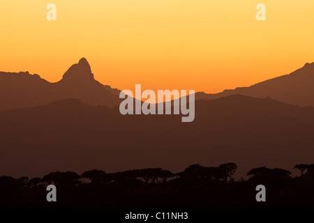 Sang de Dragon Trees at sunset, Socotra Homhil Banque D'Images